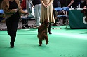 Crufts2011 507